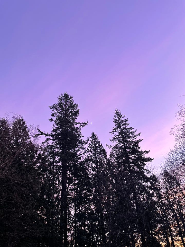 crescent moon hanging above a purple sky in the forest