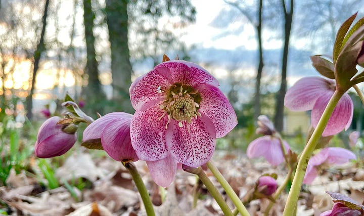 Helleborus 'Carosel' just in bud this year 2025, and in full bloom last year 2024