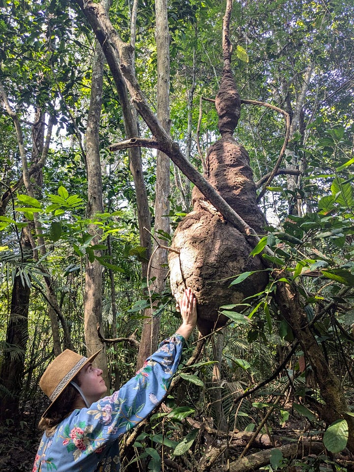 Left: For some reason I was convinced to touch a termite nest. Right: a tamarind monkey, my faves.