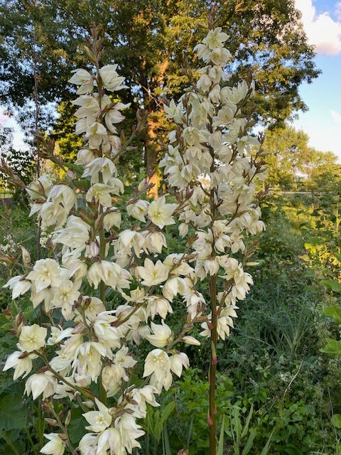 clockwise starting at upper left: yucca rosette produces  a flowering stem, flowering panicle, green fruits, dried fruit showing seeds