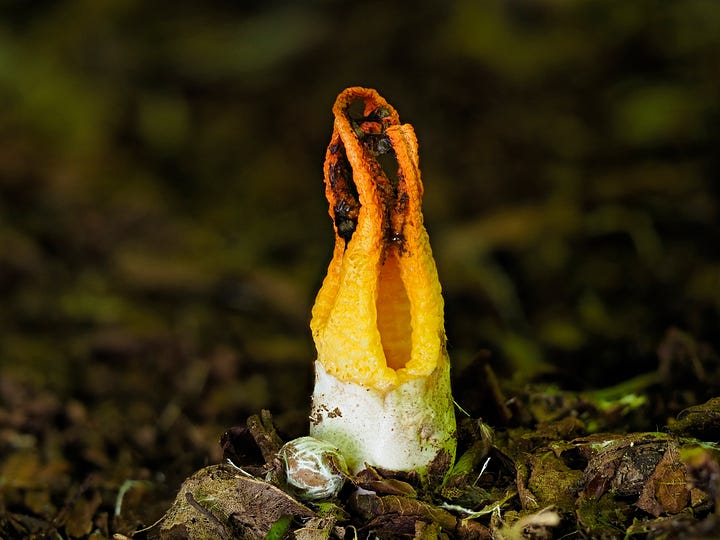 orange stinky squid mushroom emerging from egg