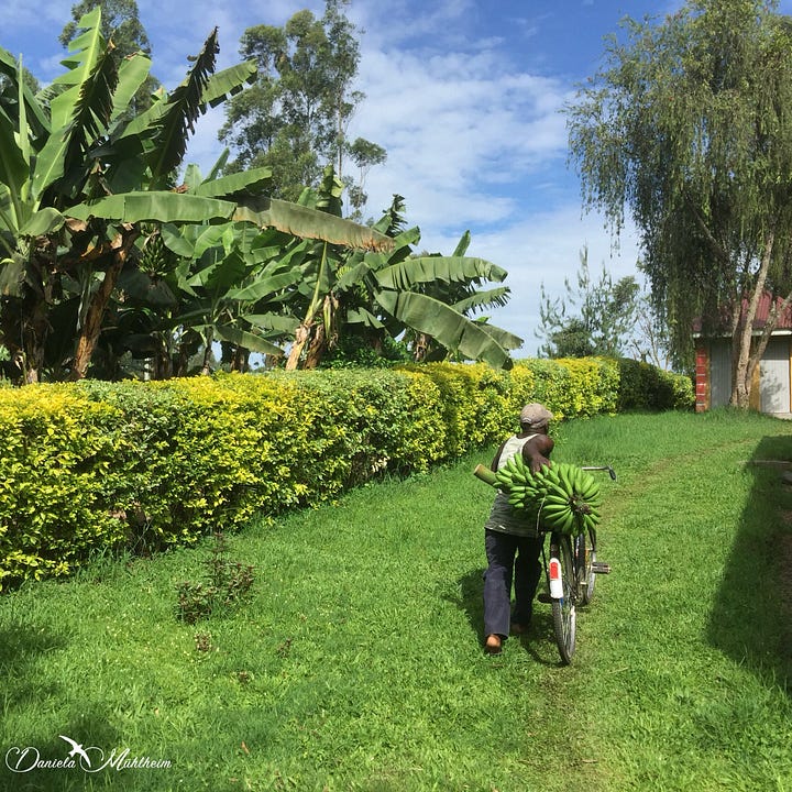 Man transporting matoke on his bicylce