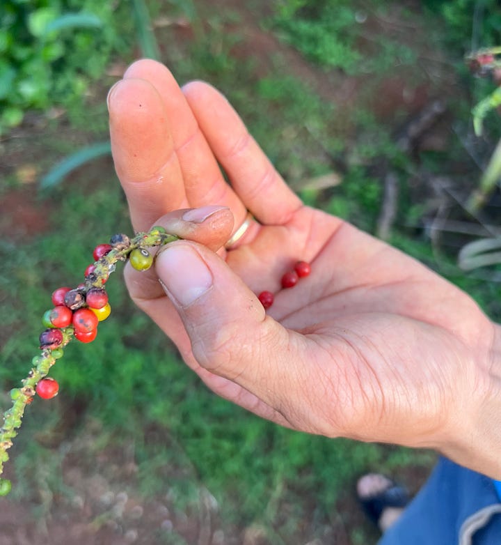 peppercorns