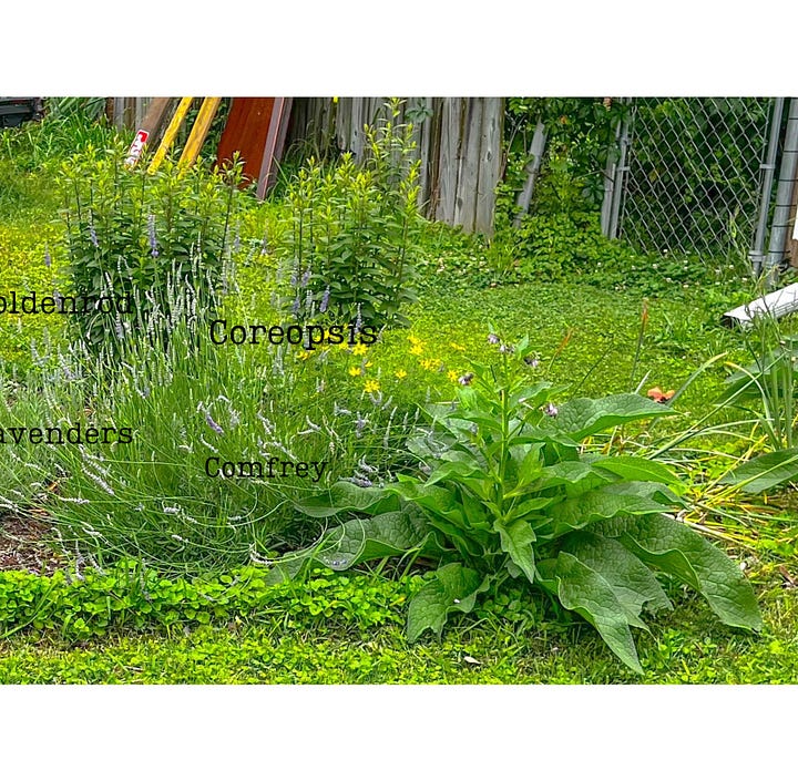 Grounding in the garden, the word "dirt," screaming sheep, Ol' Bard