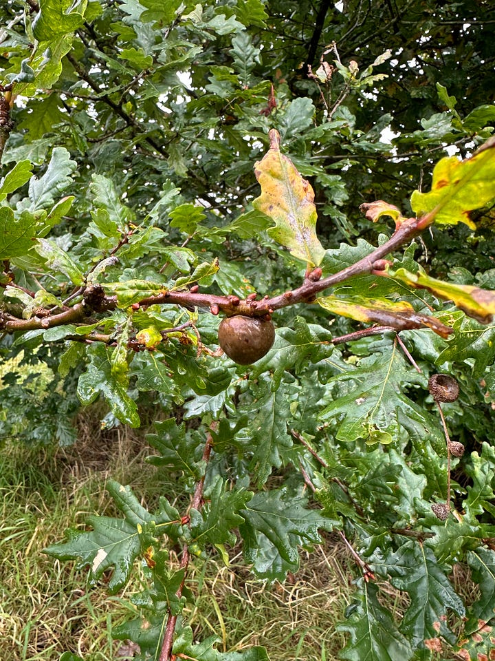 A selection of images showing various types of oak galls caused by wasps, the oak leaves and hands holding some perfectly formed acorns.