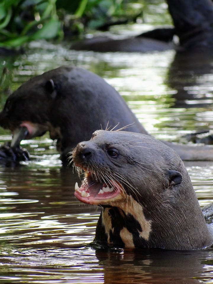 Giant River Otter