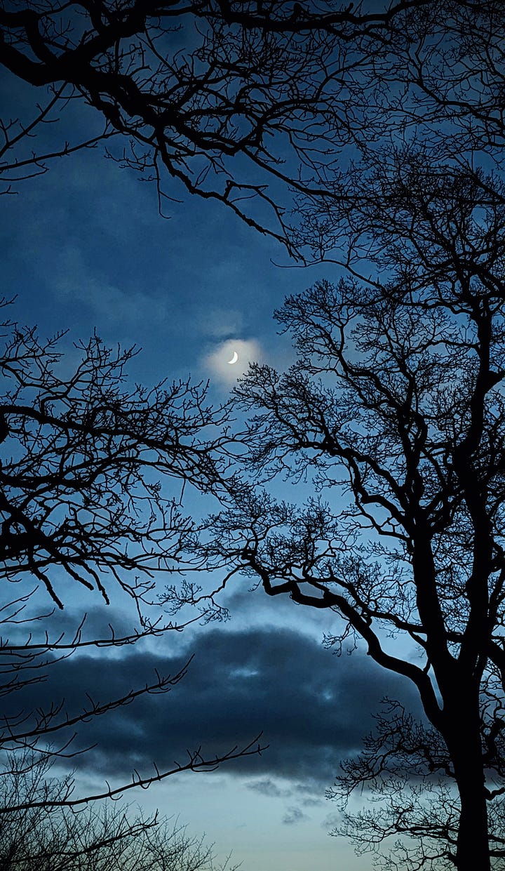 A pale white crescent moon illuminates faint clouds against a deepening blue sky, framed by sprawling inky oak branches. A spider's web lays draped over green leaves, every inch of it's perfect form covered with condensed glass beads of morning fog.