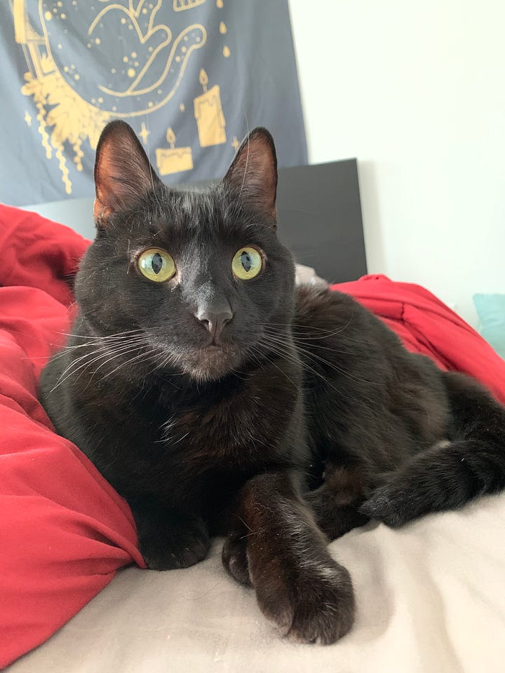 An orange & white cat lounging seductively on a couch and a black cat staring wide-eyed while snuggled in a bed