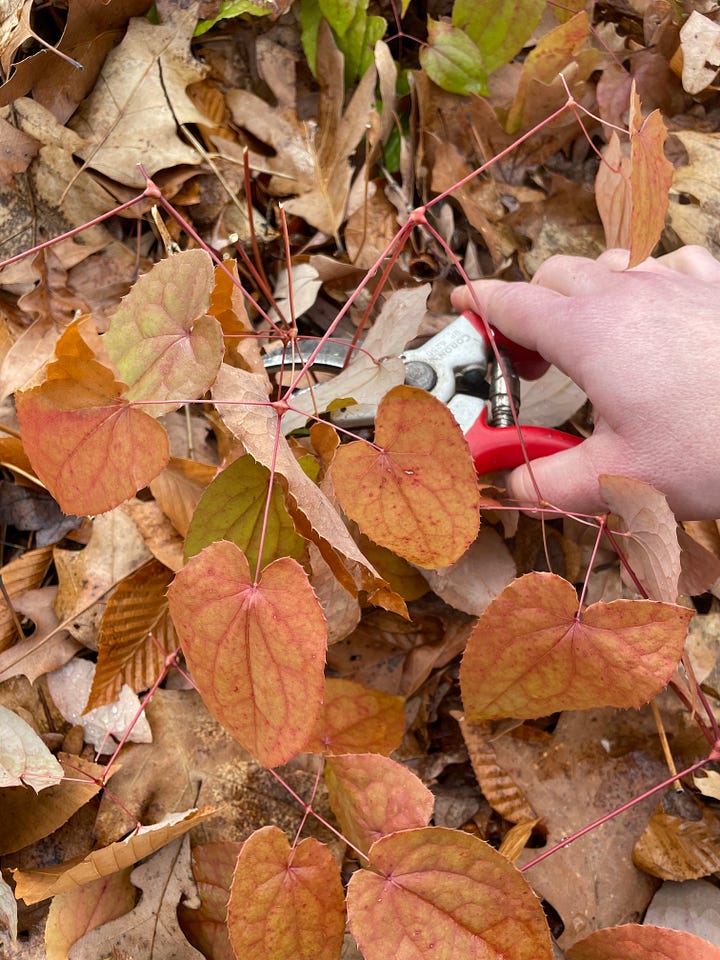 Epimediums need a cut back at Hellebores cut time to reduce the likelihood of damaging flower shoots.