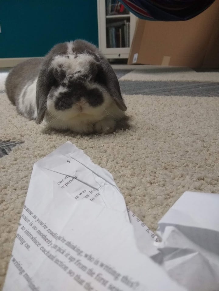 Floppy the rabbit chews paper and naps on copy paper.