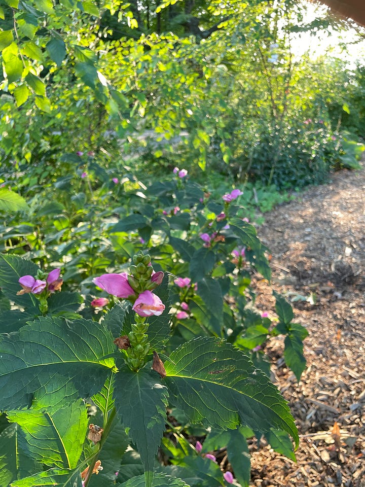 Along the damp Primrose path this month: Anemone 'Pamina'; Sweet Autumn Clematis; and two different Chelone, C. obliqua and C.lyonii