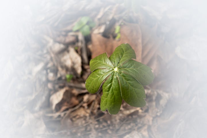 spring ephemerals, native plants, pennsylvania