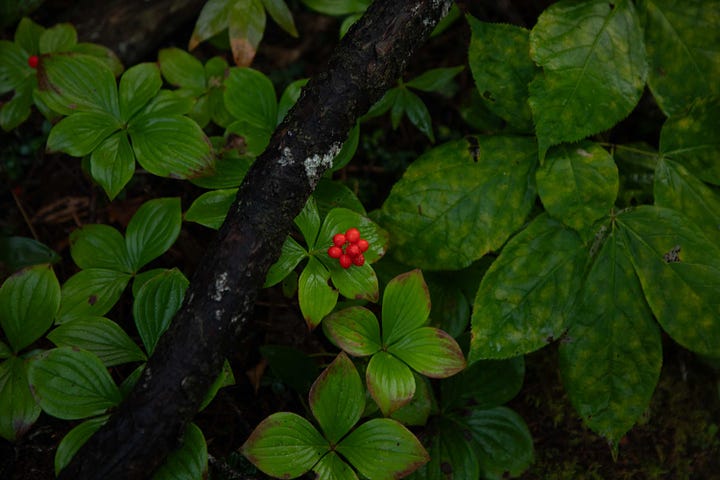 Bright coral berries against the lush green floor of a wood and the deep cobalt-hue of berries of the Blue-bead Lily plant.