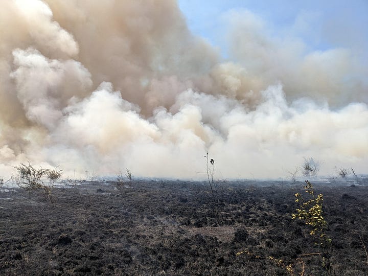 several photos of trees on fire