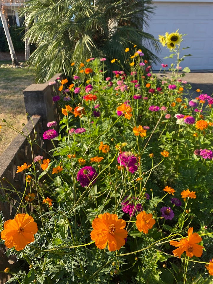 Images of the chaos garden at various stages of growth