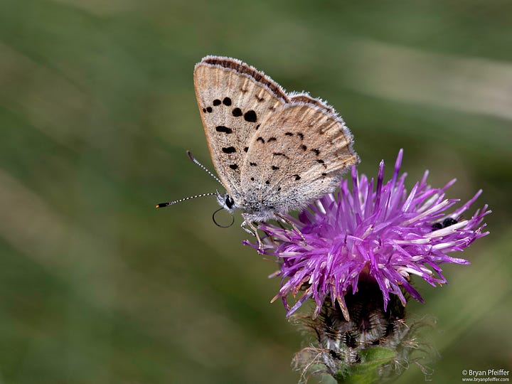 Salt Marsh Copper (Tharsalea dospassosi) / © Bryan Pfeiffer