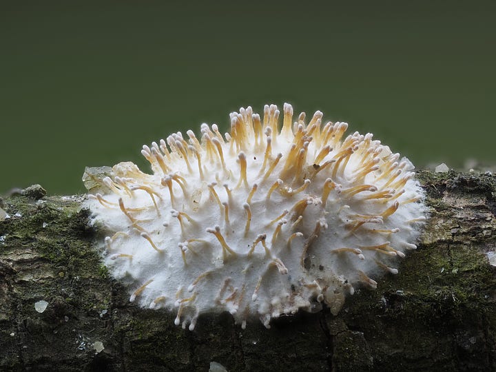Echinoporia hydnophora
