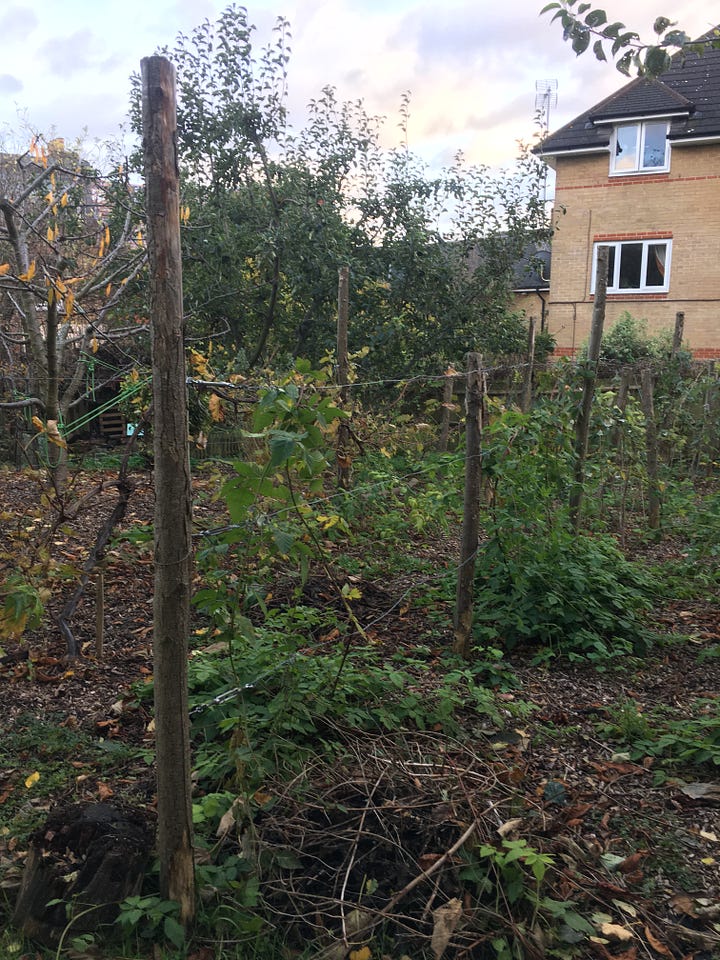 Raspberry Row without the net (pruned but needs to be weeded and mulched, and posts replaced); New scaffolding boards replace rotten ones from veg beds.