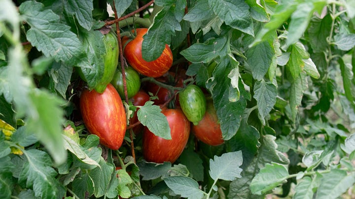 Sustainable Living