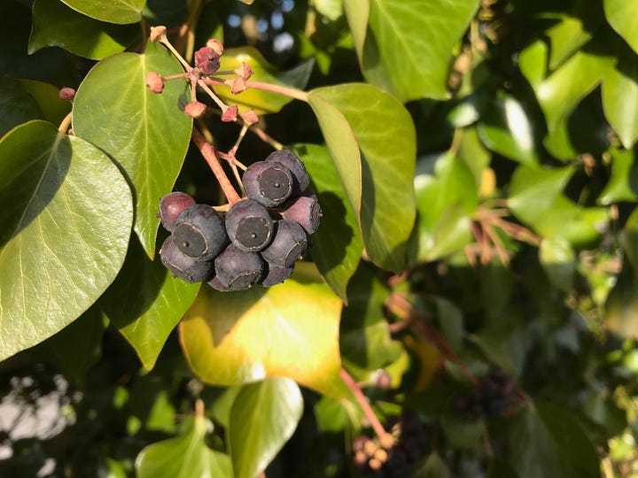 Pictures of black berries of both Siberian ginseng and ivy