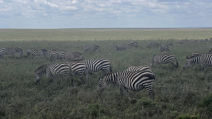 A sampling of the Safari in Tanzania. Safari shots- elephants, wildebeest, giraffe, zebras, hippos, stags, flamingos. 