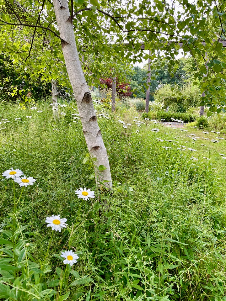 Shasta daisies in the meadow planting under the white birch trees this month. This is a magical space when the fireflies begin in the evening light. 