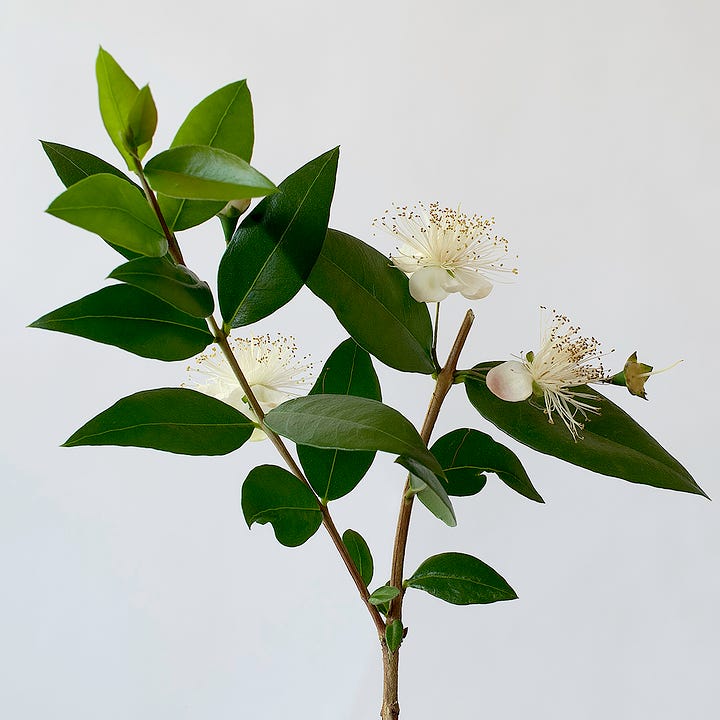 White flowers with long stamens on bush and in close up