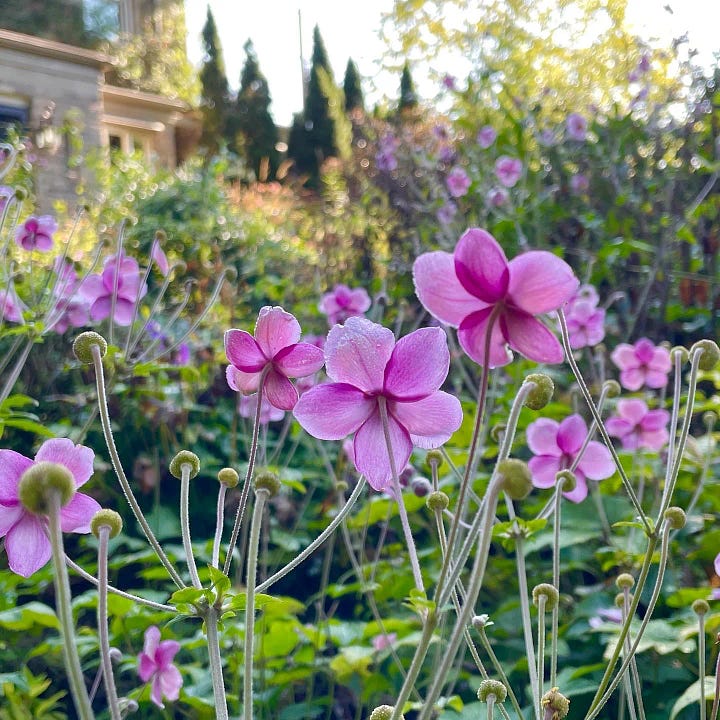 Late summer pinks: Japanese Anemone and Clary Sage