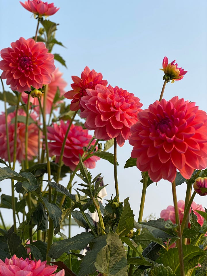 pink-orange dahlia blooms, flowers on a rockery garden