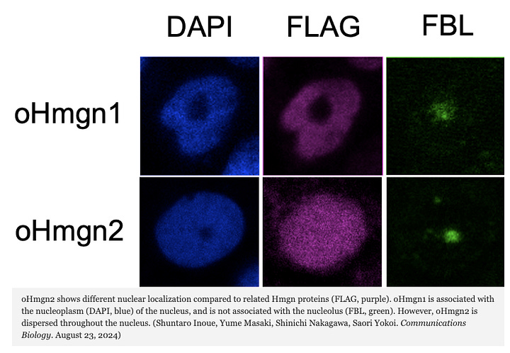 Regulatory Gene Influences Shape Recognition in Medaka Fish