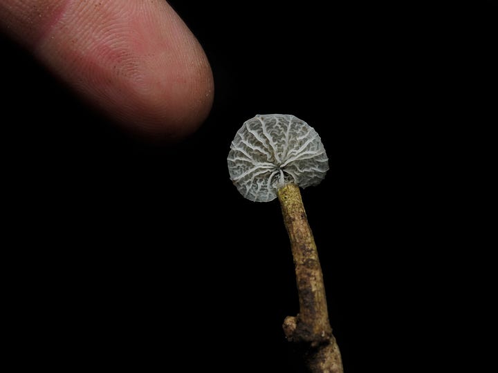 Suborder Marasmiineae