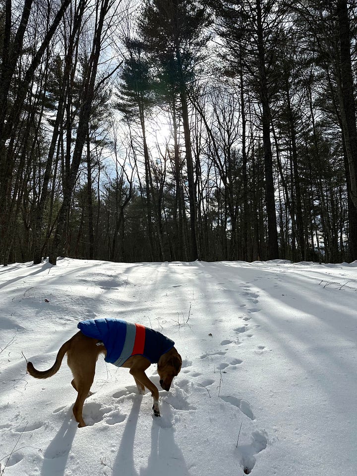 A photo of a man walking down a snowy hill towards a cliff wall in front of him covered in rock and snow, caves below it. The forest all around with dark bare trees against the white snow. The photo to the right shows a dog sniffing the snow below her, with the shadows of trees behind her and sunshine shining on the snow. 