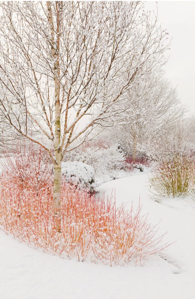 Snowy gardens with orange dogwoods