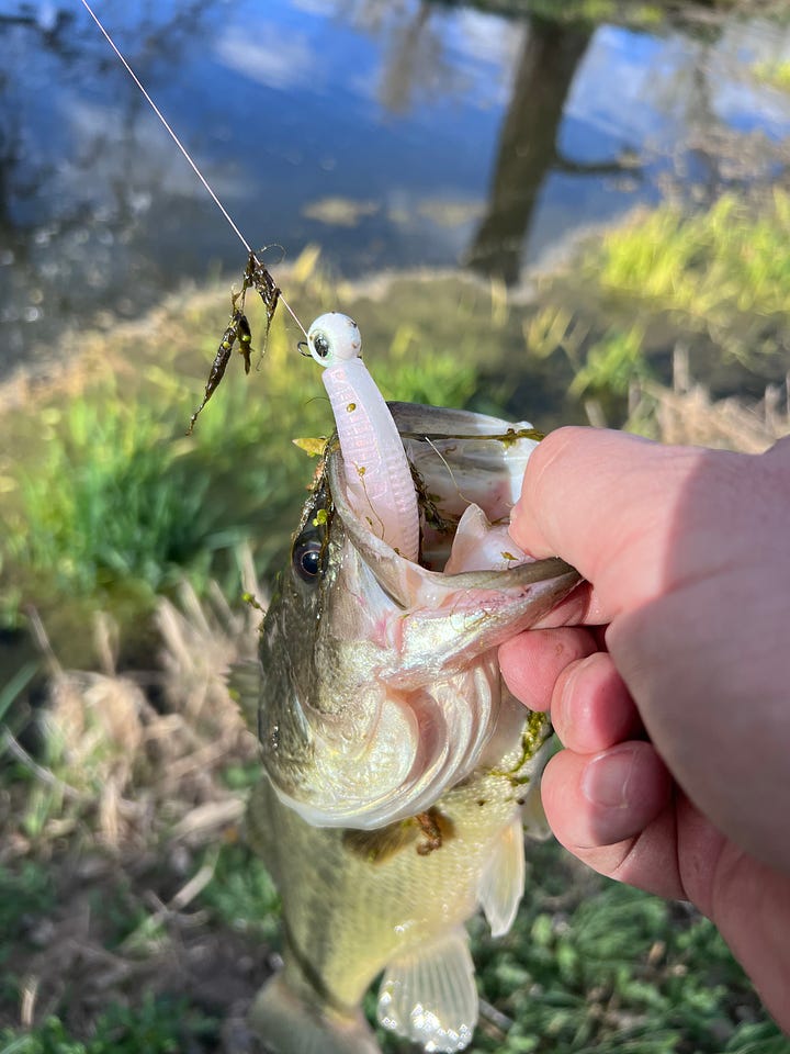 Colorado spring fishing