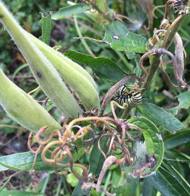 Butterfly weed, Asclepias tuberosa blooms and pods.  