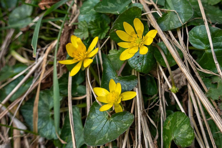 Lesser celandine and barren strawberry © Felicity Martin
