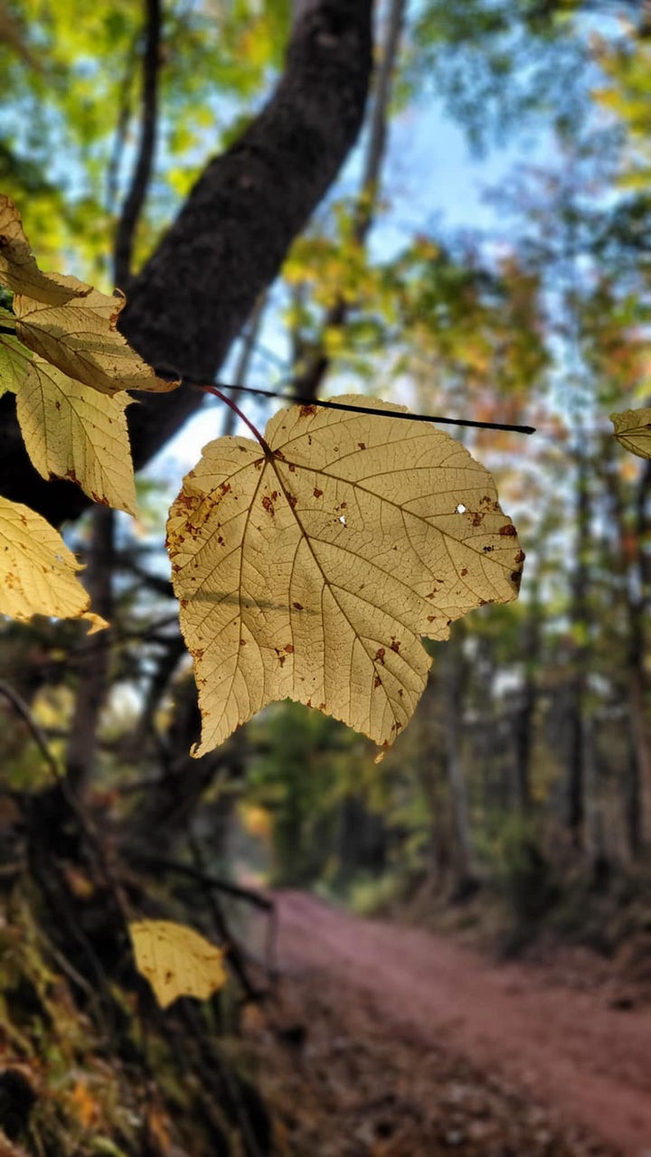 7 Days of Wyld Joy Wyld Earth Play with Jamie Marie