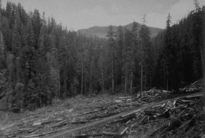 logged off land, a man working with instruments on land and in stream, man on hillside preparing to replant