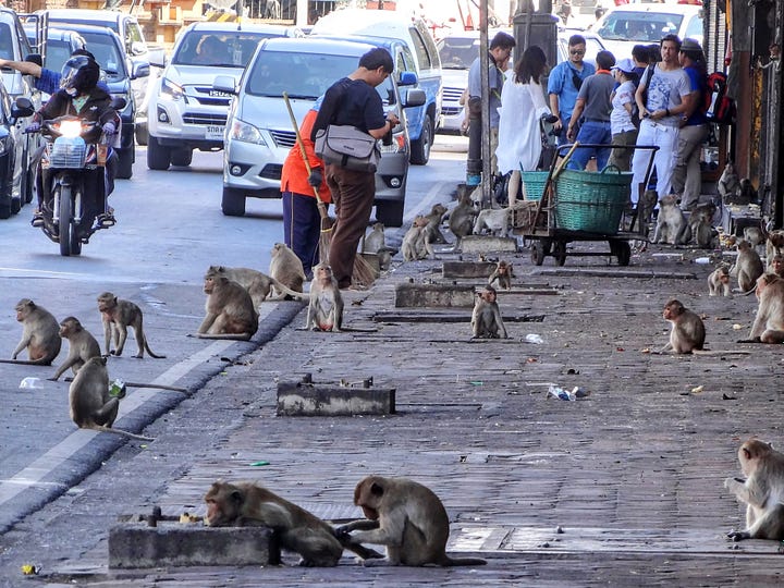 Lopburi monkeys