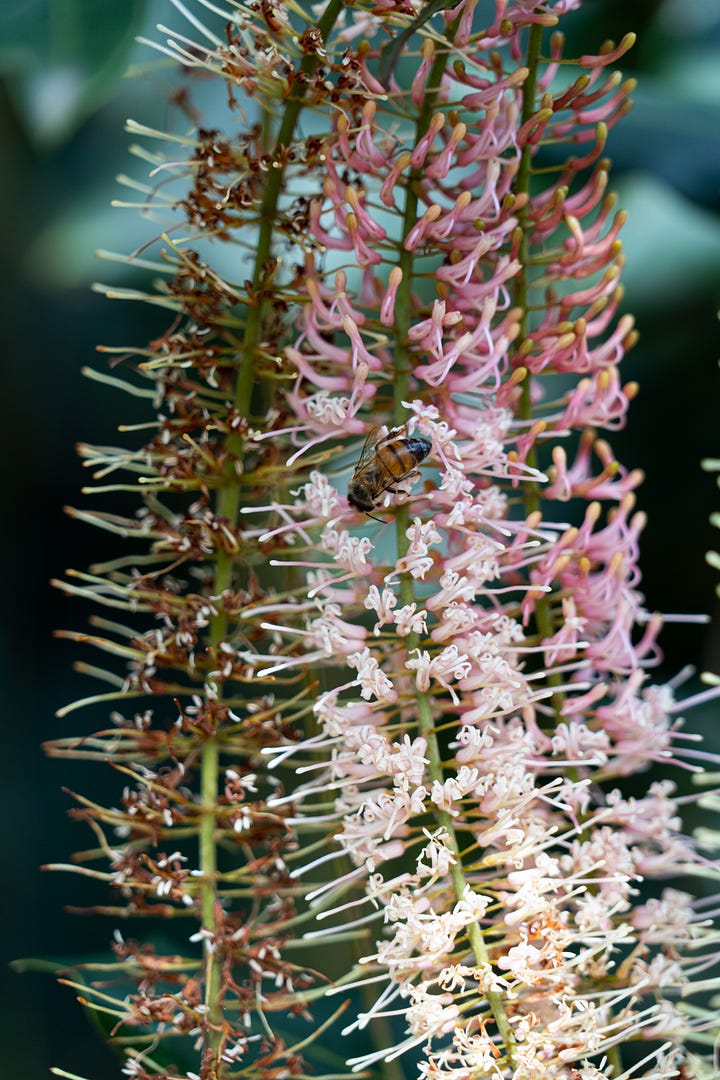 Macadamia Flowers - KwaZulu Natal Province, South Africa