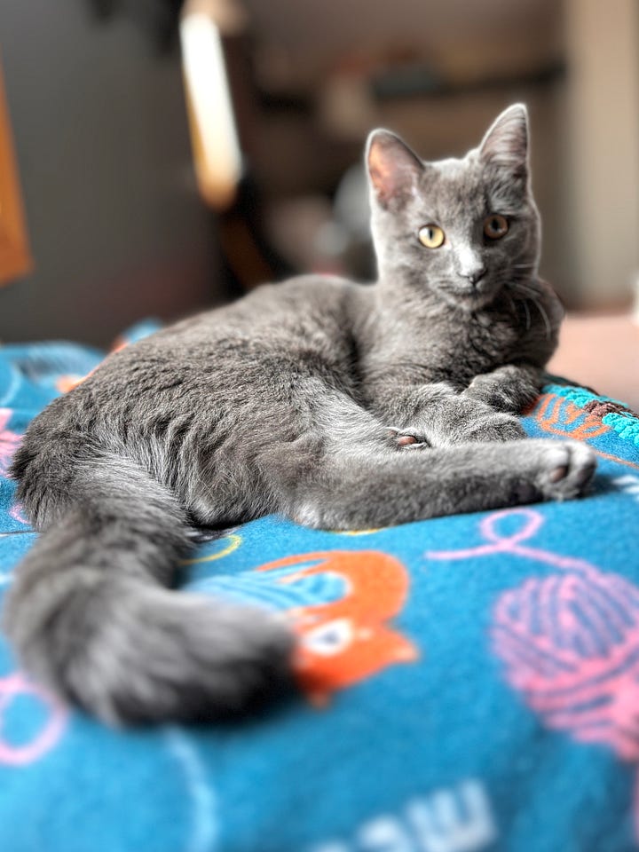 Orange striped cat, black cat, gray medium hair cat, light gray long hair cat