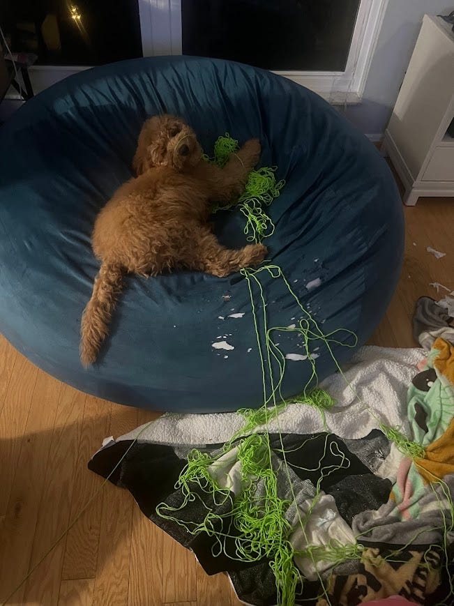 Left photo shows Hades the dog resting in green grass. Right photo shows Hades the dog on a large bean bag chair tangled up in green yarn.