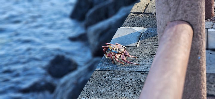 A series of photos of a sally lightfoot crab in the Galapagos creeping along the pier with a cigarette stub in its mouth.