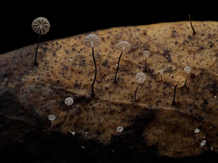 Gloiocephela sp.