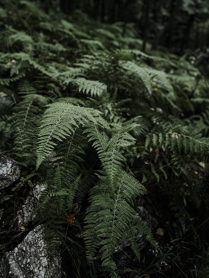 photos of hike in forest, ferns and small waterfall