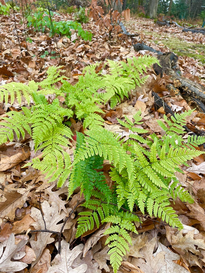 Woodland sights: The Pieris japonica is a shrub that I always enjoy at this time of year, along with the semi-evergreen Autumn fern. Everywhere you look, our trees and fallen branches are covered in lichen and fungi of beautiful patterns.