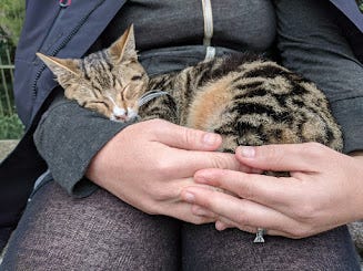 A gallery of the many friendly cats of Greece. There were quite a few caretakers who minded the cats, feeding them and getting them spayed/neutered. Many cats had designated shops or restaurants they lived in. Almost all of them were friendly. 