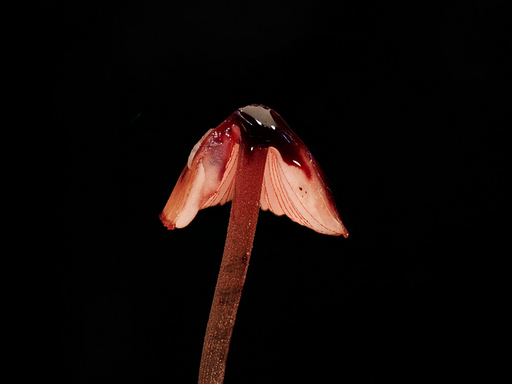 Mycena mariae