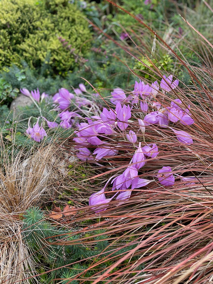 Katsura tree colchicum cyclamen