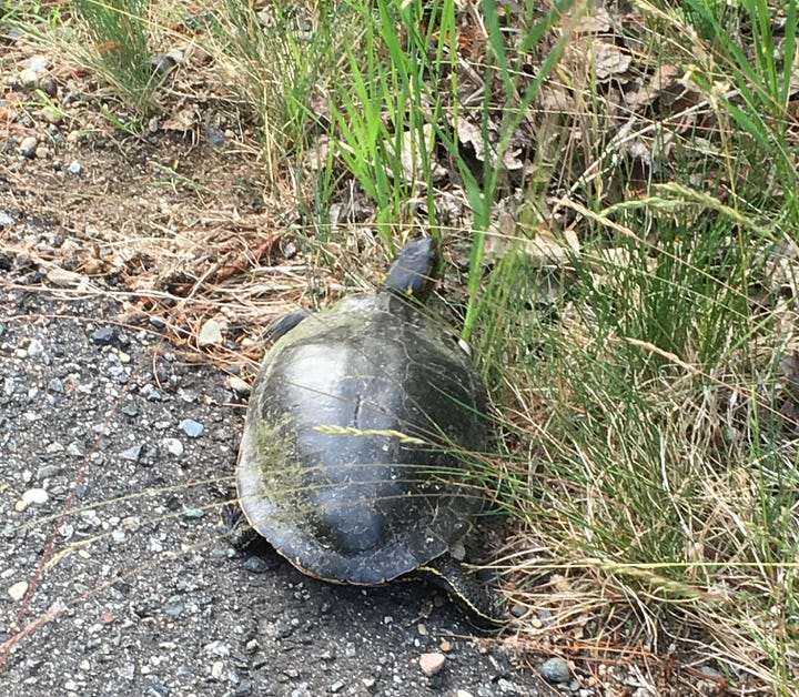 Turtle heading away from trail. Turtle with head and legs pulled into shell on paved trail.